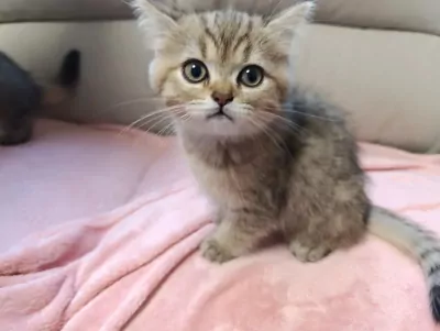 Brits korthaar en langhaar kittens - afbeelding 5