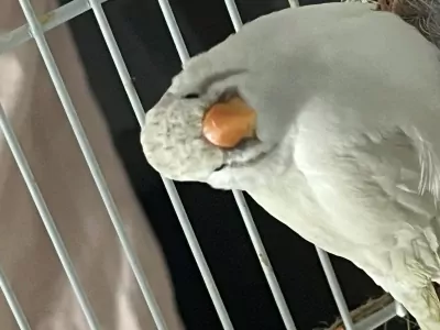 Zebravink Poppetjes - afbeelding 6