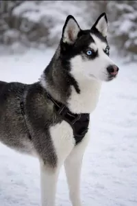 Husky zoekt een nieuwe plek. - afbeelding 3