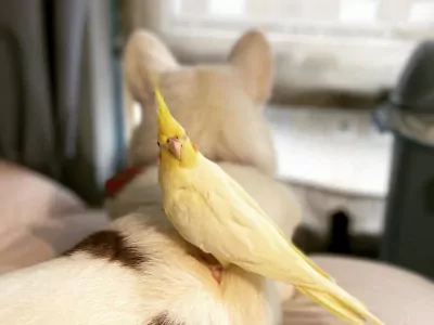 4 jarig geel popje zoekt nieuwe thuis komt met kooi - afbeelding 4
