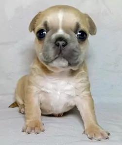 Franse bulldog met staart - afbeelding 2