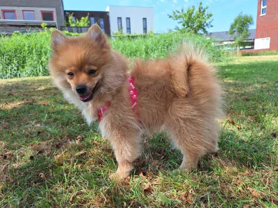 Beautiful Pomeranian puppies - afbeelding 3