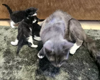 Ragdoll kittens - afbeelding 3