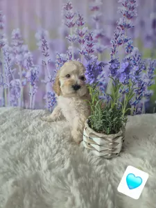 Labradoodle te koop verkopen Weert Nederland - 5363