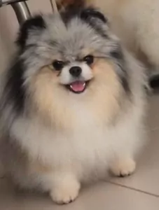 Exclusieve blue merle pomeranian teefje – Mini, lief & uniek - afbeelding 5