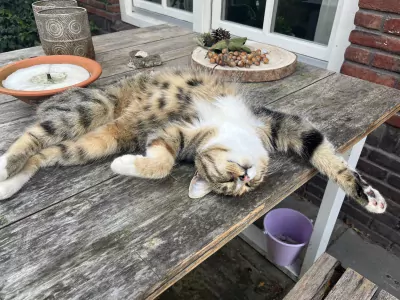 Britse korthaar vrouwtje - afbeelding 3