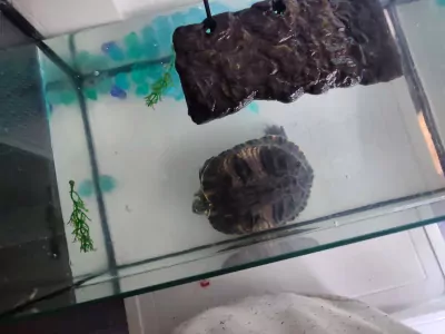 Waterschildpad - afbeelding 2