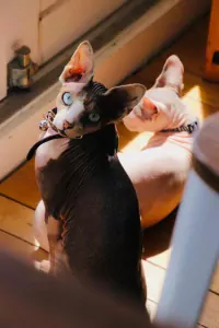 Herplaatsing twee sphynxen - afbeelding 4