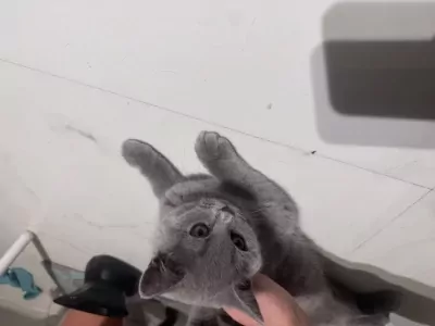 Lieve Brits korthaar - afbeelding 2