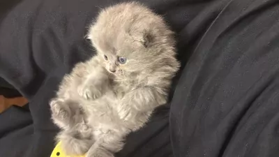 Lichtgrijze Britse langhaar scottish fold - afbeelding 4