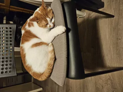 Simba zoekt lieve baasje - afbeelding 6