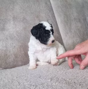 Australian labradoodle te koop verkopen Capelle aan den IJssel Nederland - 5523