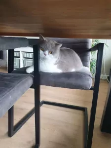 Nieuw, liefdevol baasje gezocht voor onze Britse Korthaar - afbeelding 3