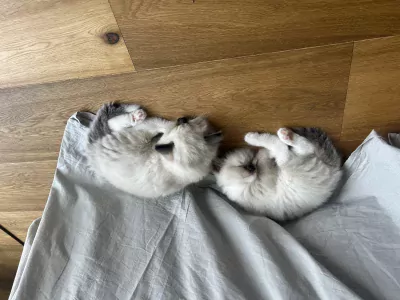 Ragdoll te koop verkopen Assendelft Nederland - 4585