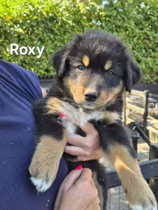 Berner Sennenhond