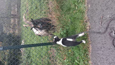 Sportieve border collie pup zoekt zijn mand - afbeelding 4