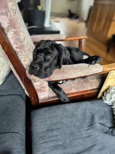 Cane Corso puppy's van 2 maanden oud te koop - afbeelding 4