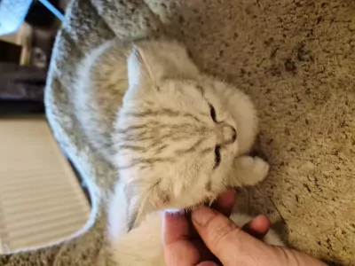 prachtige Britse Korthaar Kittens. Lief, Gezond - afbeelding 7