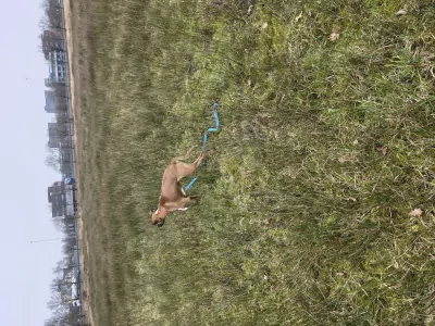 Jonge boxer reu - afbeelding 5