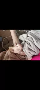 2 lieve Sphynxen - afbeelding 5