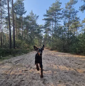 Lieve prachtige Dobermann reu te koop - afbeelding 4