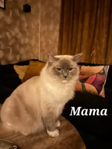 teef nestjes