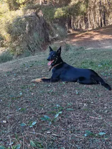 Nieuwe thuis gezocht voor Bo - afbeelding 3