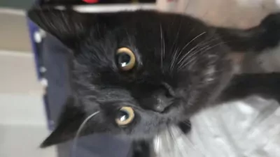 Kater en poes, broer en zus - afbeelding 6