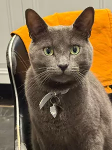 Blauwe Rus - afbeelding 2