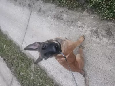 Mechelse herder te koop verkopen Tienen Belgie - 5259