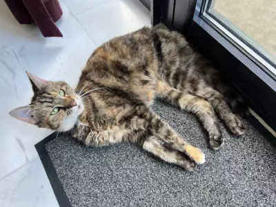 Ik zoek een nieuw plekje  🐱💕 - afbeelding 5