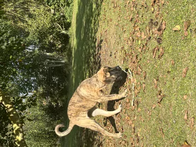 Supermooie waakhond ! - afbeelding 2