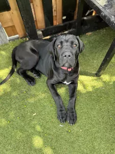 Cane Corso puppy's van 2 maanden oud te koop - afbeelding 6