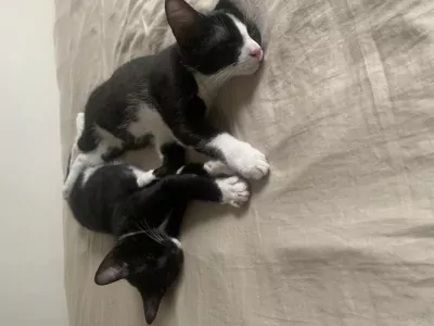 Kittens te koop - afbeelding 8