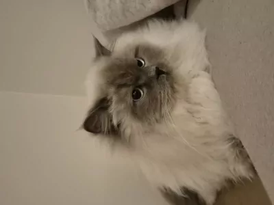 Ragdoll blue point zoekt een nieuw rustig huisje - afbeelding 3