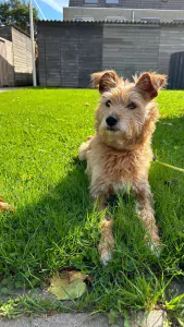 Lieve hond Sira - afbeelding 4