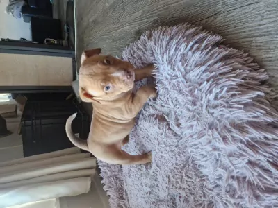 American pocket bully pup - afbeelding 3