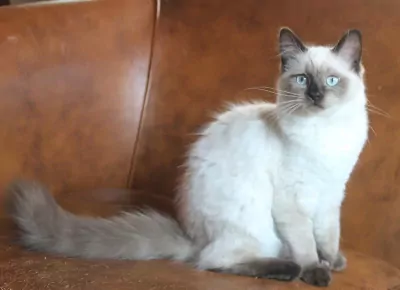 Ragdoll kittens met stamboom - afbeelding 2