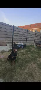 Rottweiler te koop verkopen Menen Belgie - 5643