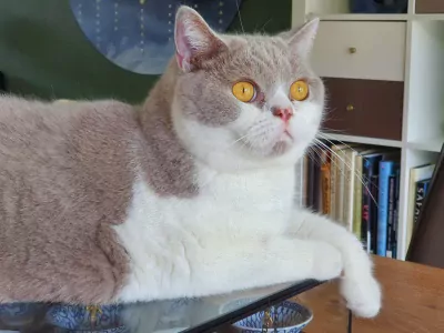 Brits Korthaar te koop verkopen Delfgauw Nederland - 5268