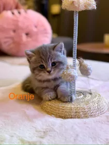 Britse korthaar kittens - afbeelding 4