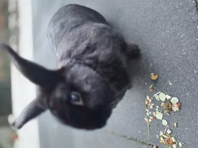 2 lieve konijnen gratis aangeboden - afbeelding 3