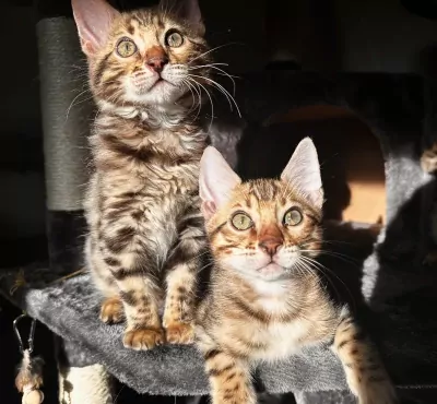 Bengaalse kater te koop - afbeelding 3