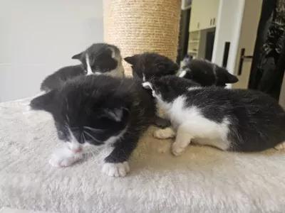 Ragdoll kittens - afbeelding 4