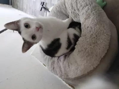 Een lieve poes genaamd Bella - afbeelding 3