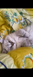 Britse langhaar kitten - afbeelding 3