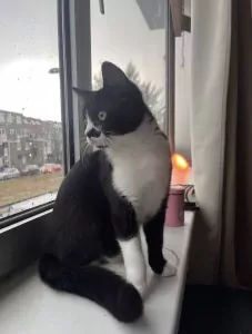 Halve britse korthaar van 8 maanden - afbeelding 4