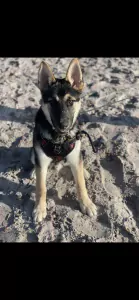 Lieve pup 6 maanden zoekt gouden mandje - afbeelding 2