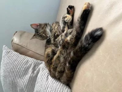 Ik zoek een nieuw plekje  🐱💕 - afbeelding 3