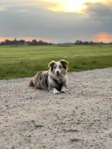 Enthousiaste aussie kruising - afbeelding 4